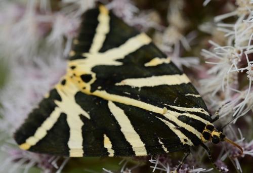 Réf. 230 798 : Euplagia quadripunctaria